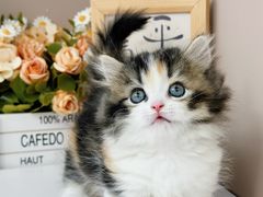-小猫来了·猫舍(红山六九七九店)