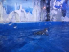 -多彩贵州城极地海洋世界