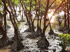 -宝安西湾红树林湿地公园