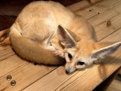 -Zoolung Zoolung动物主题公园(海信广场店)