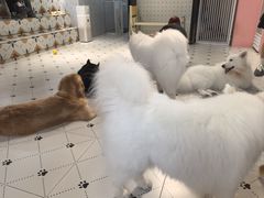 -毛绒耶耶撸宠馆·猫咖·狗咖·荷兰猪咖