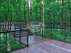 -黄海国家森林公园