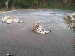 -大连森林动物园