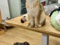 -有喵·猫咖·狗咖·30几只猫10只小狗(岗厦店)