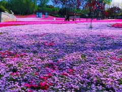 -石家庄市植物园