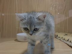 -屋虎猫馆(宝安大仟里店)
