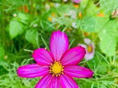 -四姑娘山阿巴郎·藏式花园餐厅