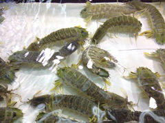 iphone_upload_pic-鲤鱼门海鲜街