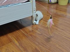 -艾贝尔宠物医院·狂犬免疫点(江山金象城店)