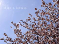 -顾村公园