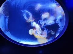 -珠海长隆海洋王国