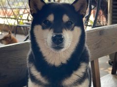 -柴犬高等学院·狗咖·柴犬售卖·宠物训练