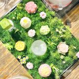 变身爱丽丝🧚‍♀️喝一次绿野仙踪的下午茶