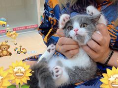 -lincat·猫舍(广州店)