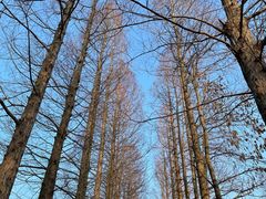 -上海滨江森林公园