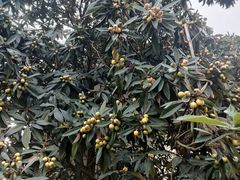 -西湖风景区十里琅珰-五云山