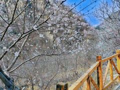 -大岭沟猕猴桃谷风景区