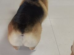 -宠福鑫康馨动物医院·骨科·眼科
