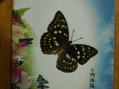 -上海昆虫博物馆