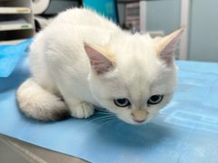 -纳吉亚猫专科动物诊疗中心(蒋宅口分院)