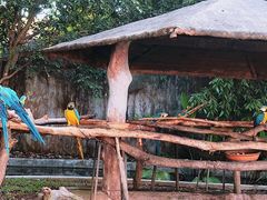 -清迈夜间动物园