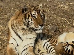 -大连森林动物园