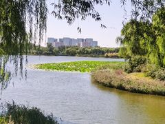 -大兴滨河森林公园