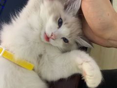 -Bastet sally猫舍购宠(静安店)