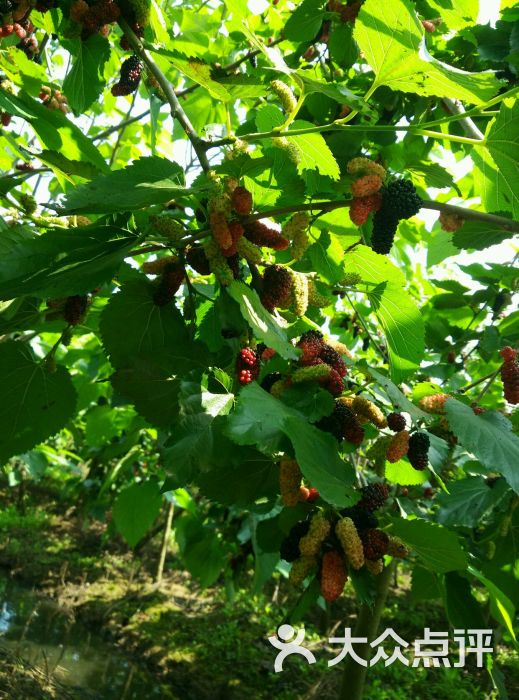 康莉桑果场餐厅-图片-新会美食-大众点评网