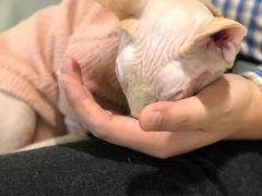 -猫腻·猫咖·撸猫馆(星光大道店)