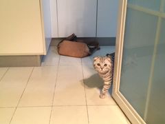 -芭比堂动物医院·犬猫全科·异宠专科(雁塔分院)