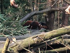 -都江堰中华大熊猫苑