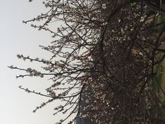 -香雪海