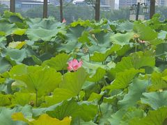 -金银湖国家城市湿地公园