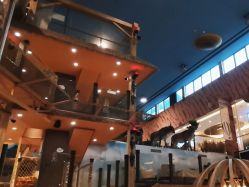 -卡通尼·Safari非洲探索乐园·生日会(金桥国际商业广场店)