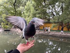 -西园戒幢律寺