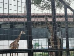 -灵玲国际马戏城