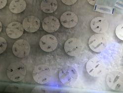 -AI艾耳·专业手工耳洞·穿孔美学馆