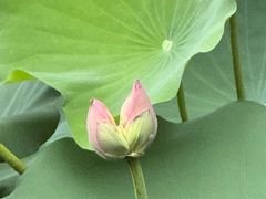 -荔湾湖公园