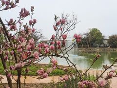 -武汉紫薇都市田园