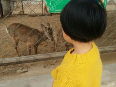 -北京鹿世界主题园