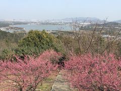 -香雪海