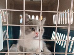 -伟伟宠物医院·CT影像中心·瑞派犬猫综合性门诊(汉口总院)