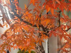 -荷塘秋月·本帮江浙菜(国权路店)