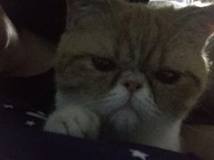 -瑞鹏宠物医院·骨科·猫科·内科(第一中心)