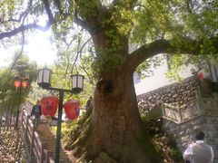 -花溪风景区