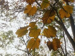 -上海佘山国家森林公园天马山园