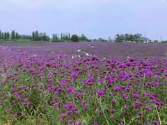 -紫颐香薰山谷景区