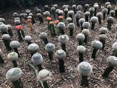 -南山植物园