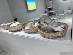 -怪兽屋·羊驼·猫咖·狗咖(俊华广场店)